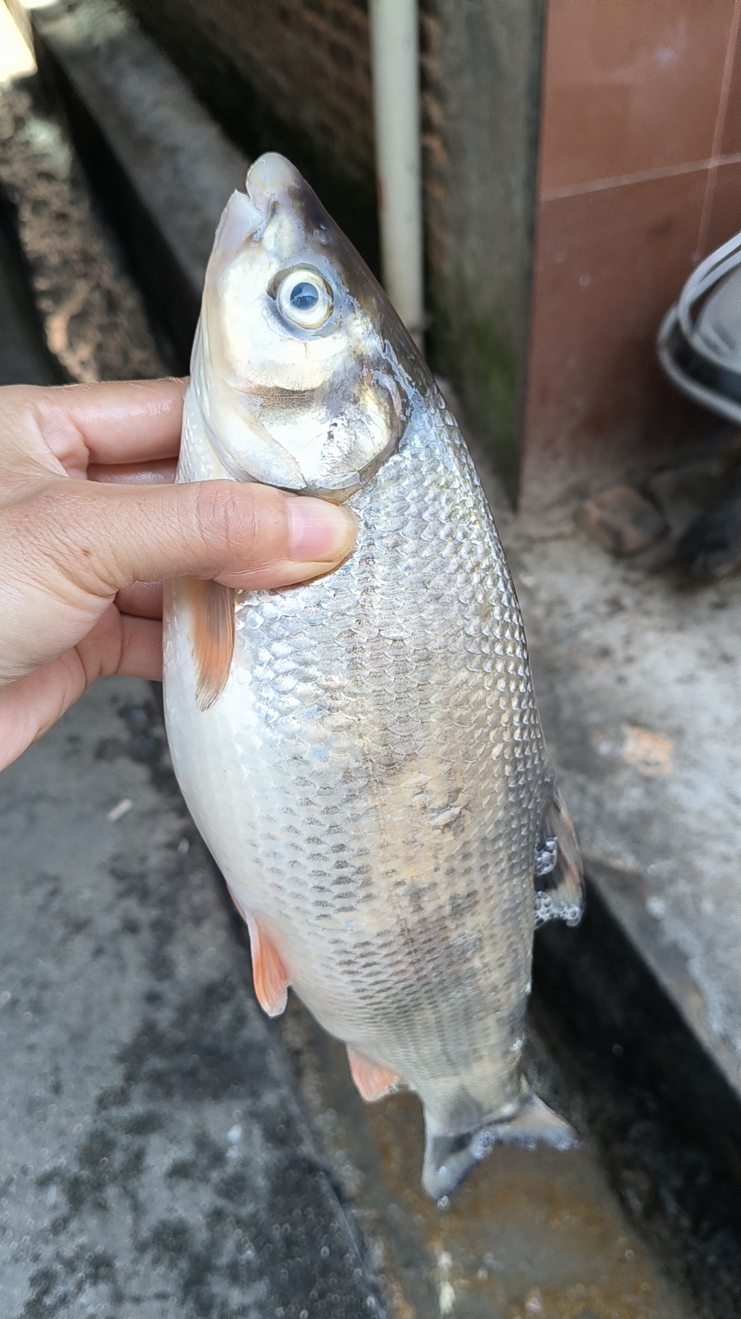 夏季野钓饵料推荐--钓鱼王腥香版